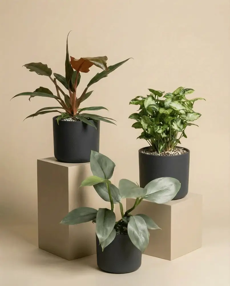 St. Galler Trio - Image 7