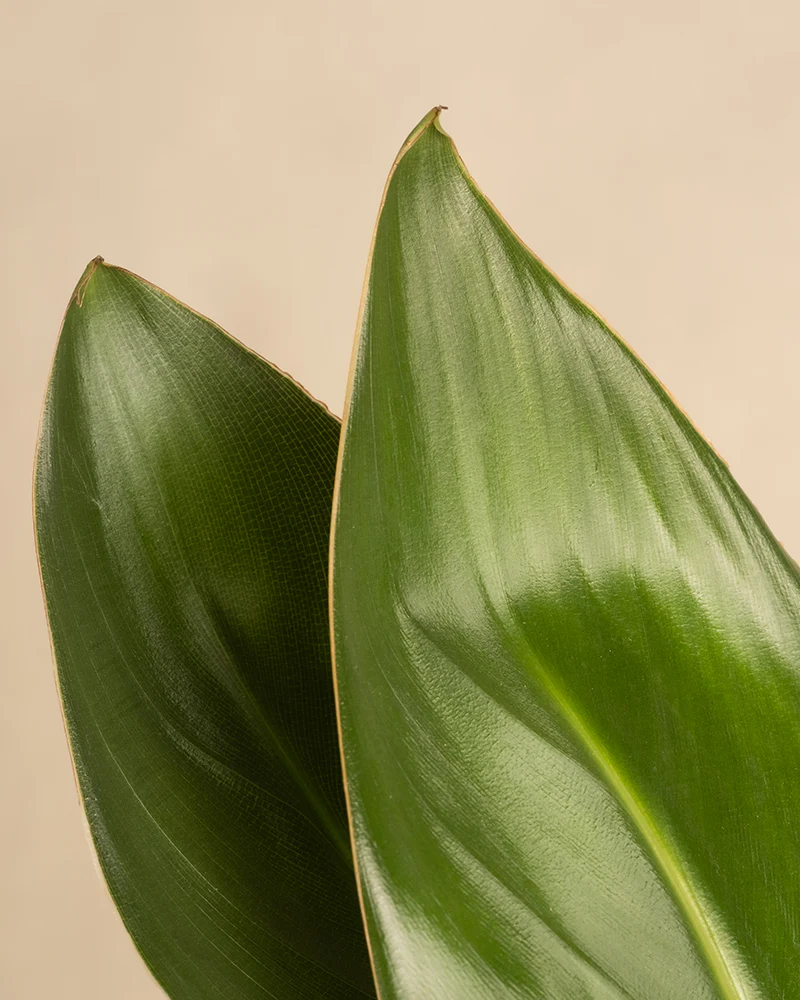 Strelitzia reginae - Image 10