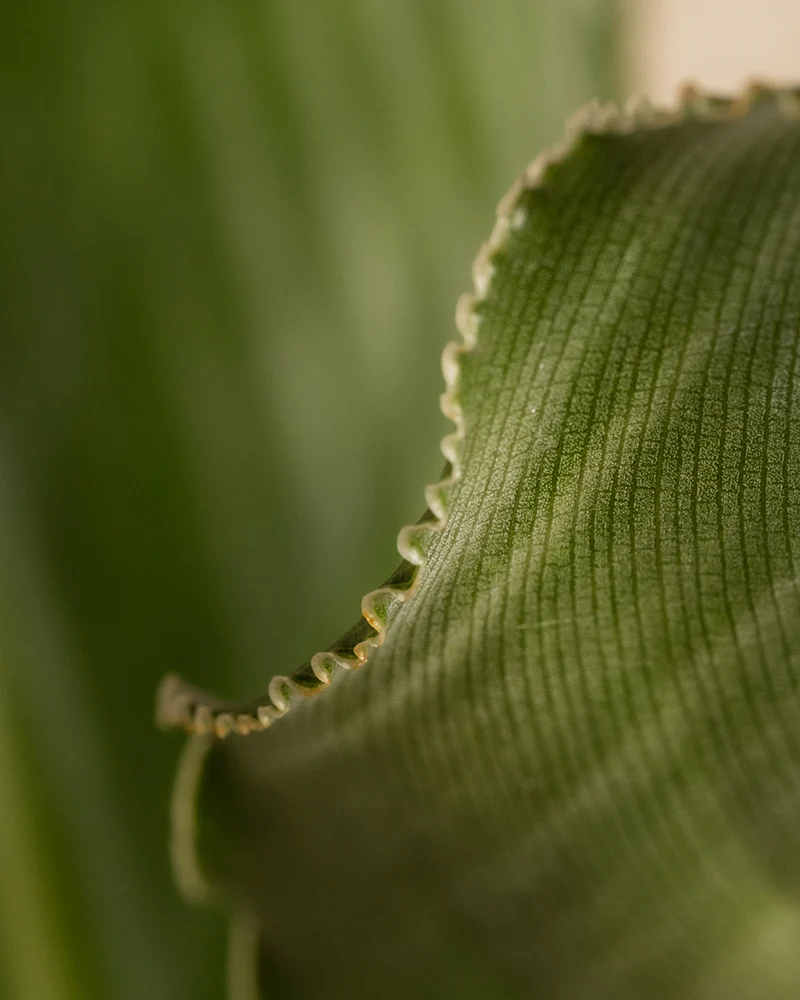 Strelitzia reginae - Image 11