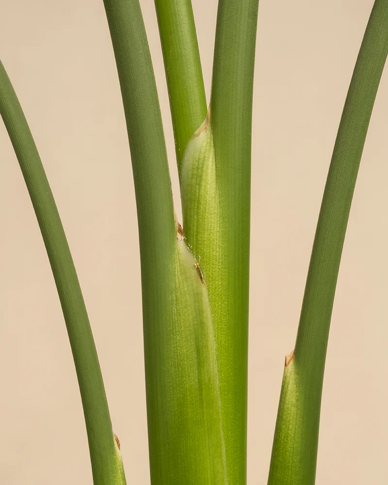Strelitzia reginae - Image 12
