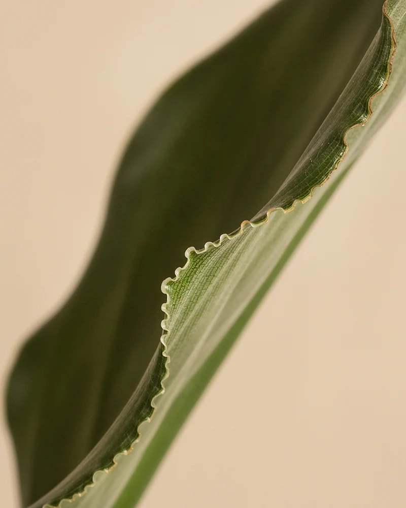 Strelitzia reginae - Image 2