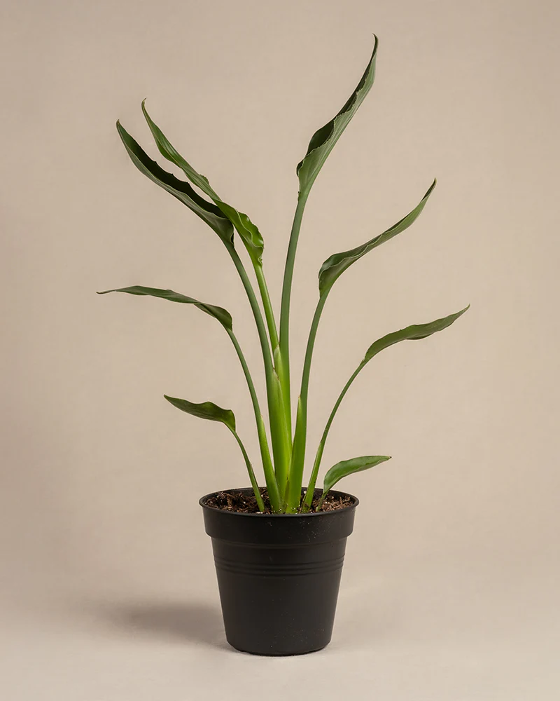 Strelitzia reginae - Image 3