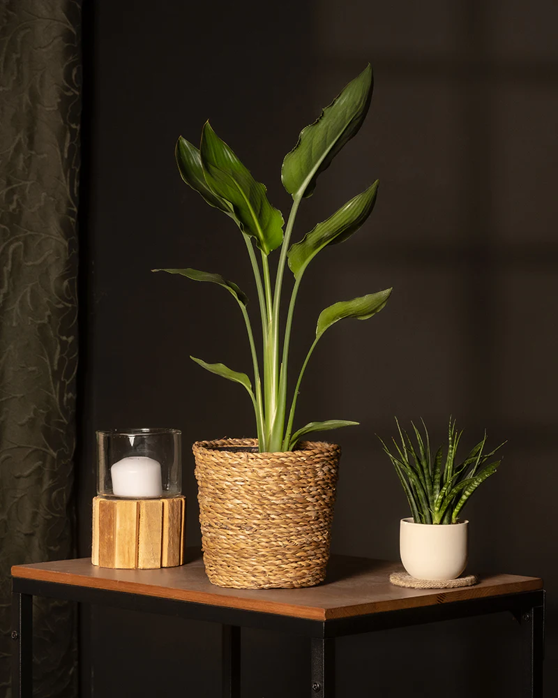 Strelitzia reginae - Image 4