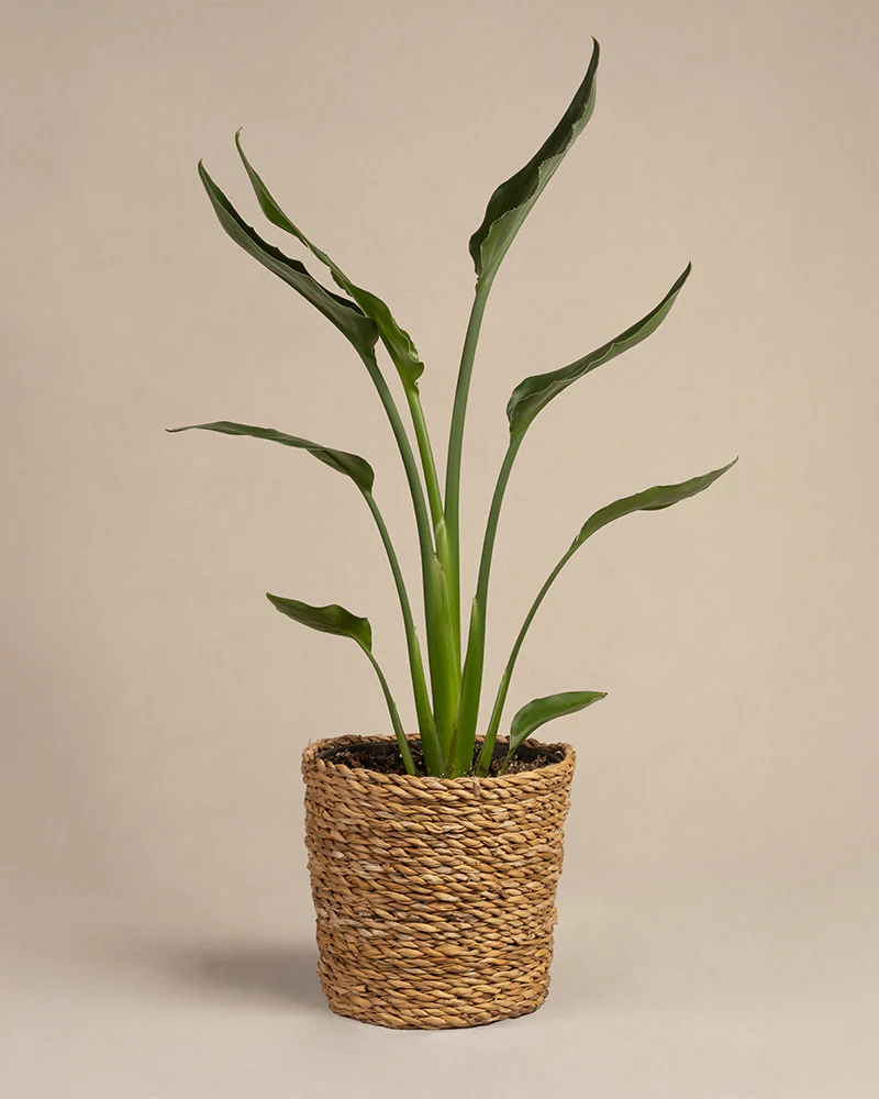 Strelitzia reginae - Image 5