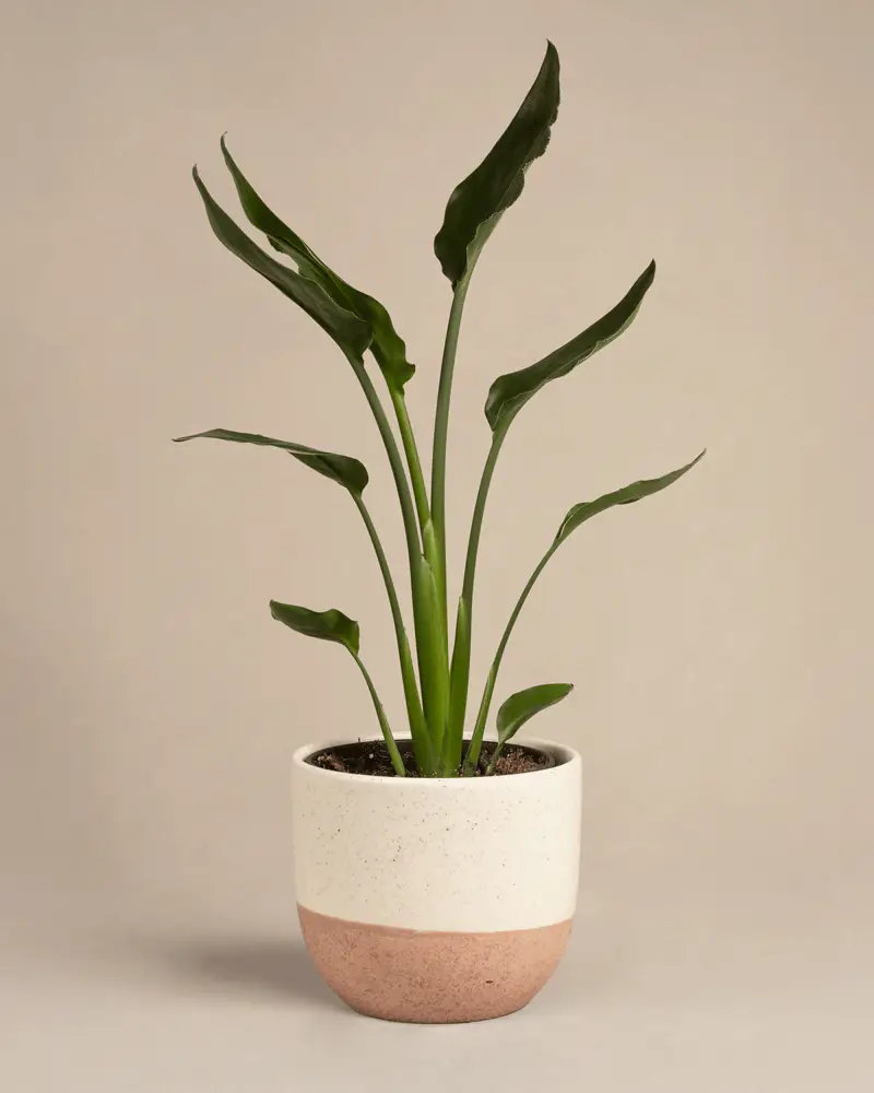 Strelitzia reginae - Image 6