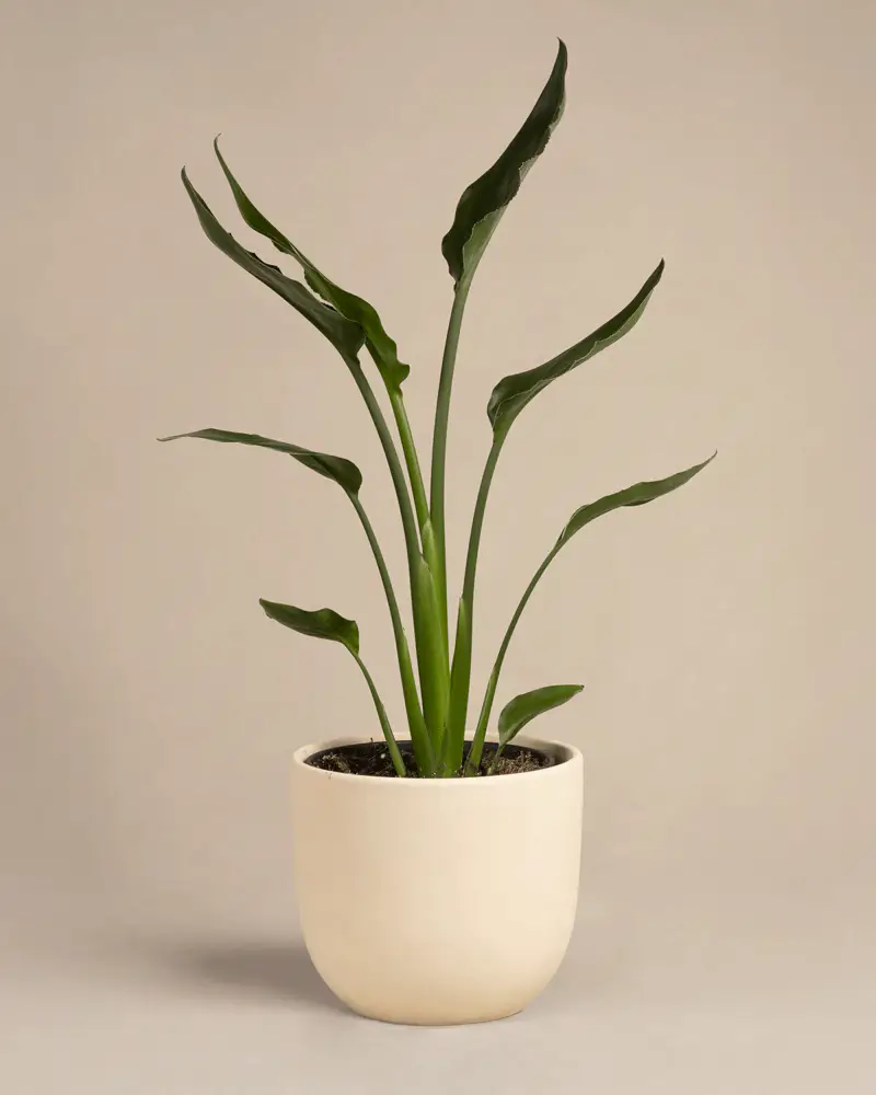 Strelitzia reginae - Image 7