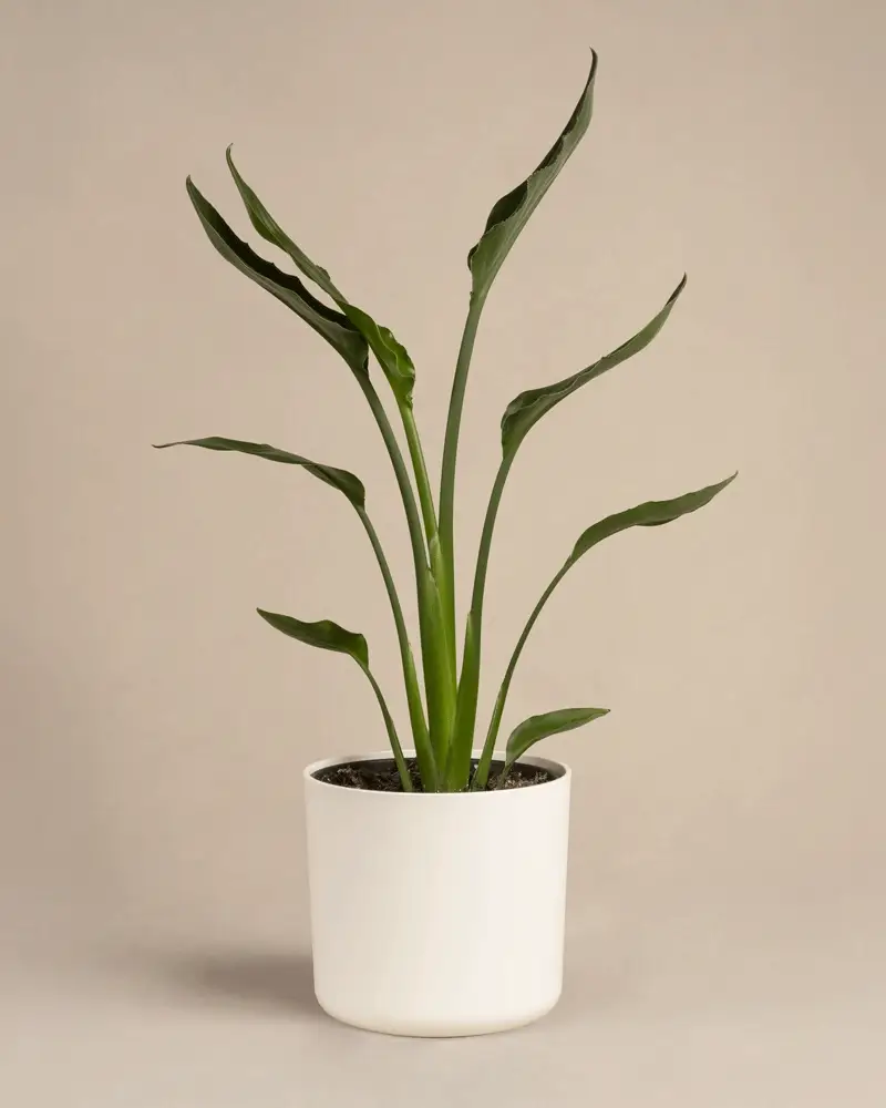 Strelitzia reginae - Image 8