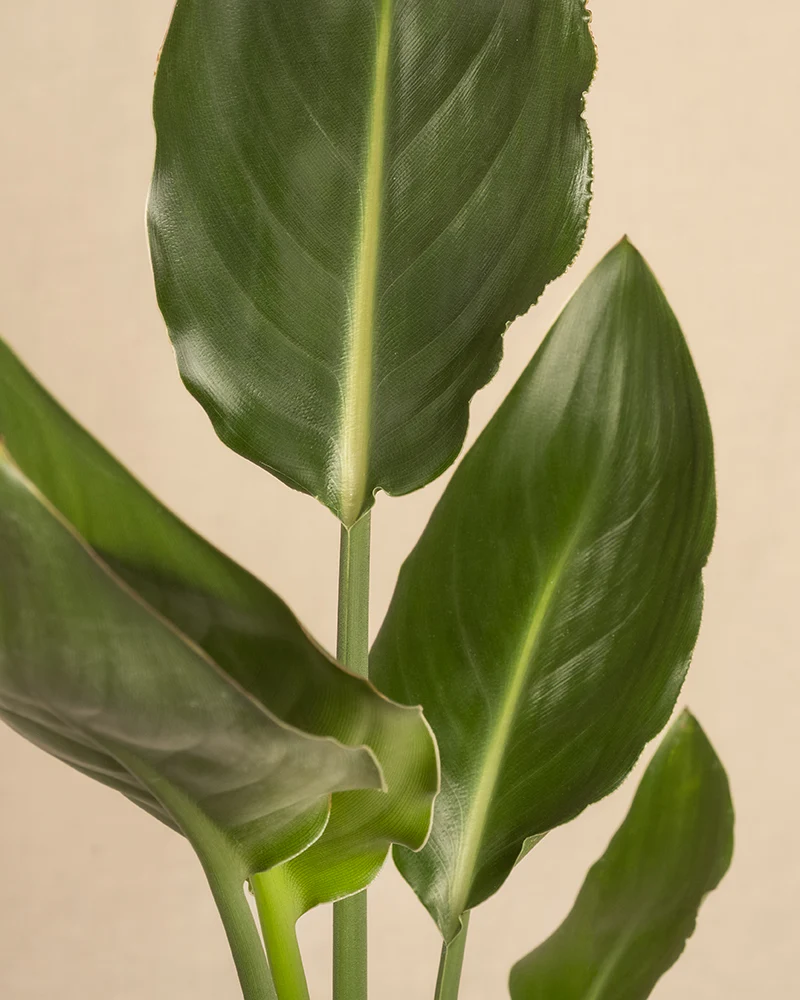 Strelitzia reginae - Image 9