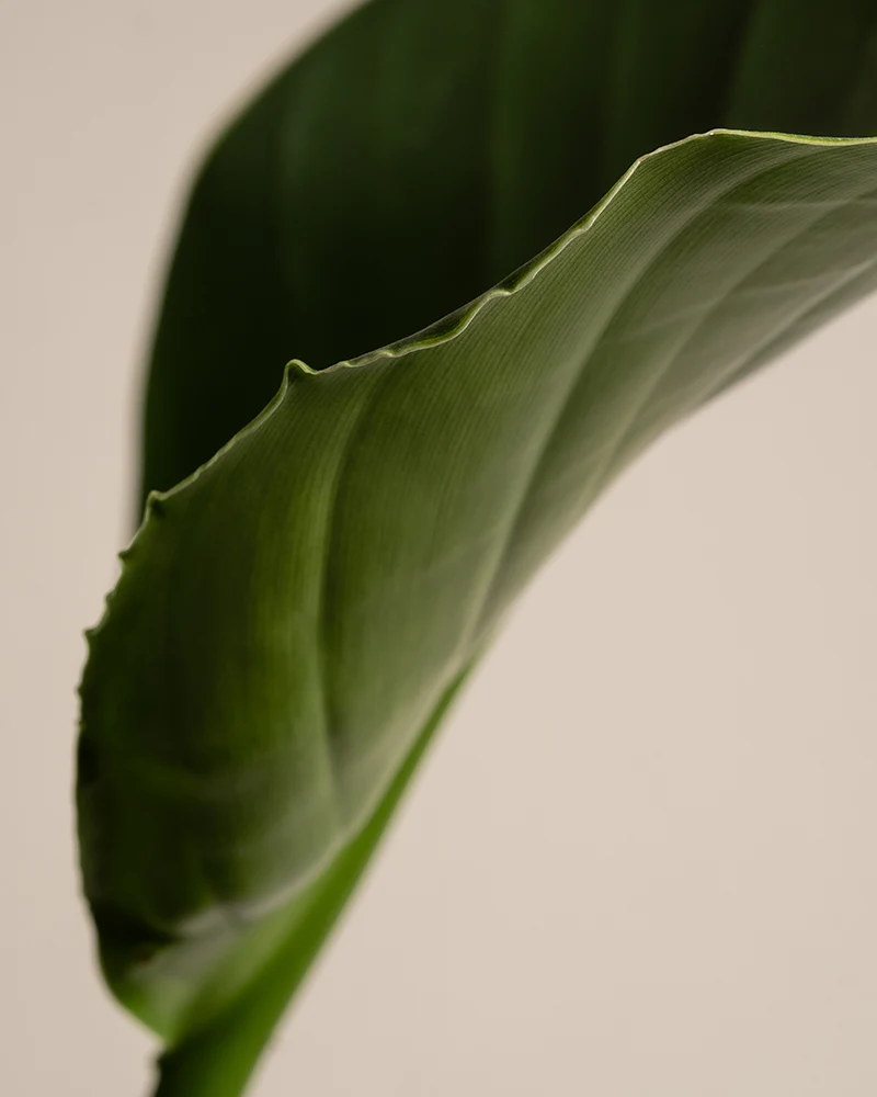 Strelitzie - Image 10
