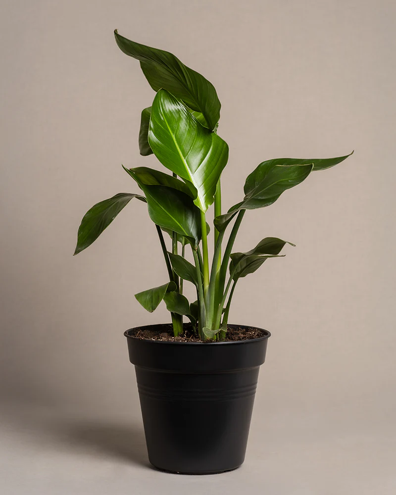 Strelitzie - Image 3