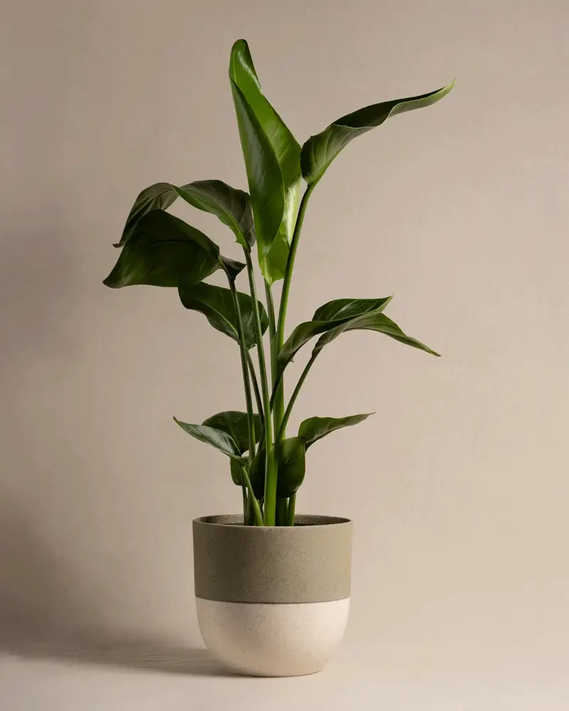 Strelitzie - Image 5
