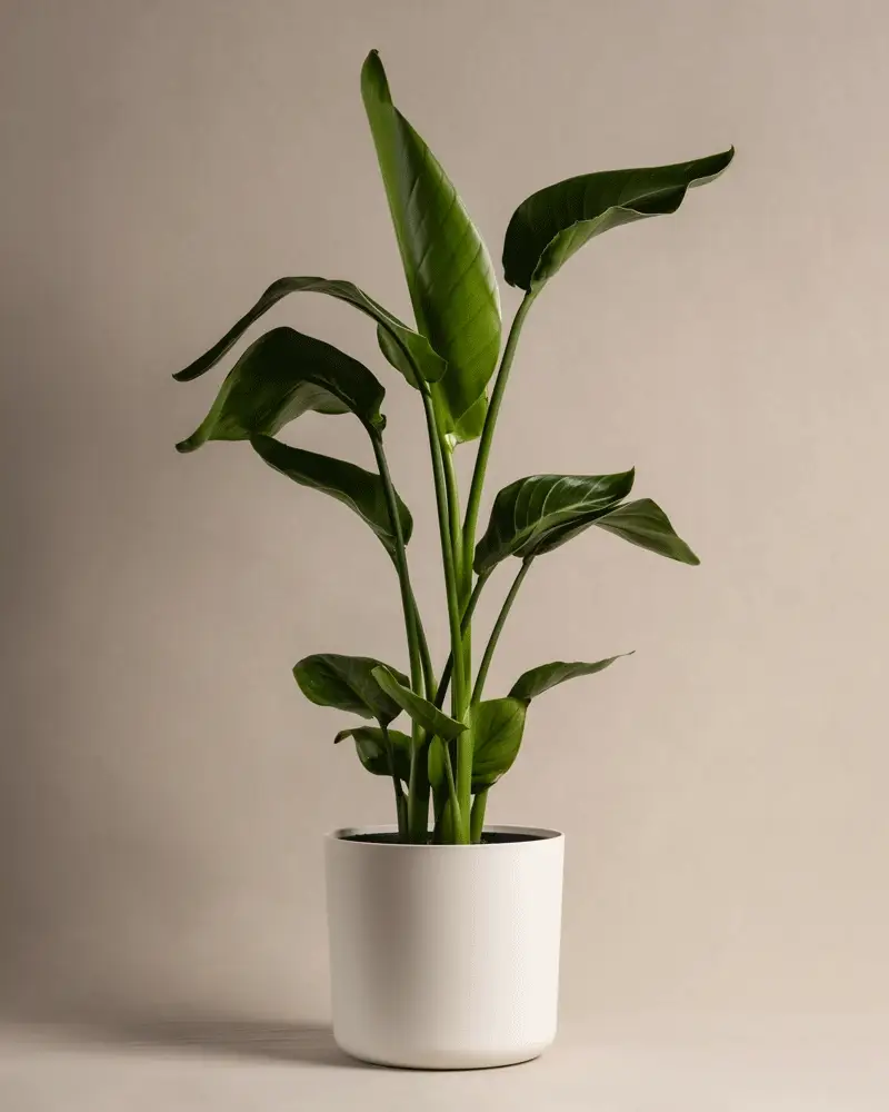Strelitzie - Image 7