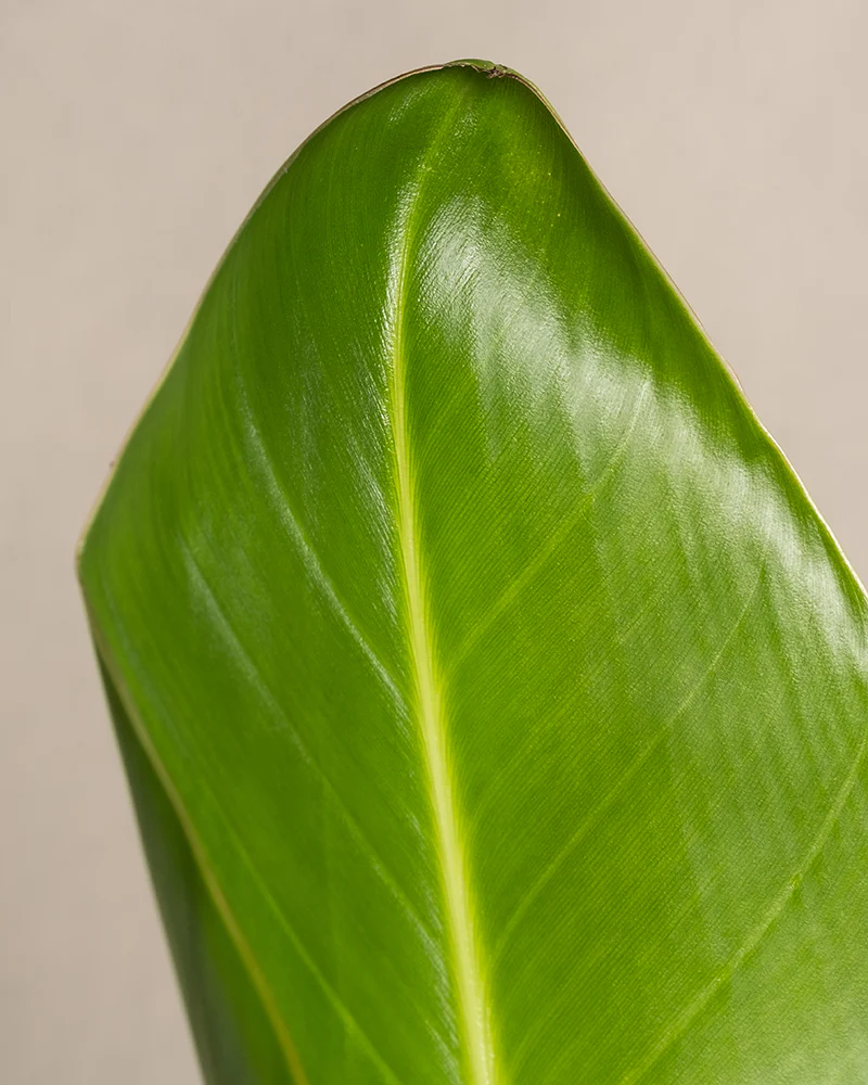 Strelitzie - Image 9
