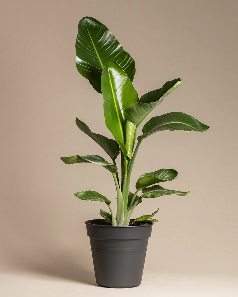 Strelitzie XL - Image 3