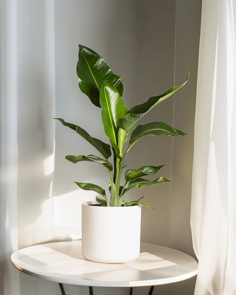 Strelitzie XL - Image 7