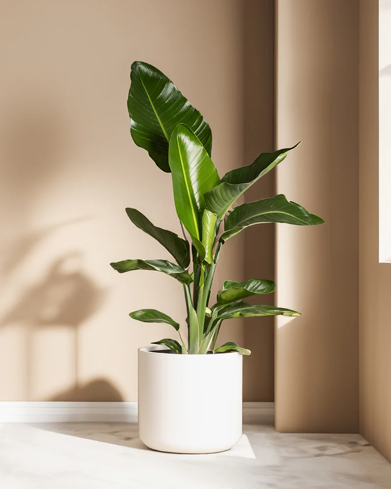 Strelitzie XL - Image 8