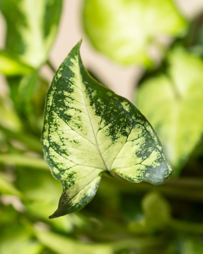 Schweizer Syngonium-Duo - Image 12