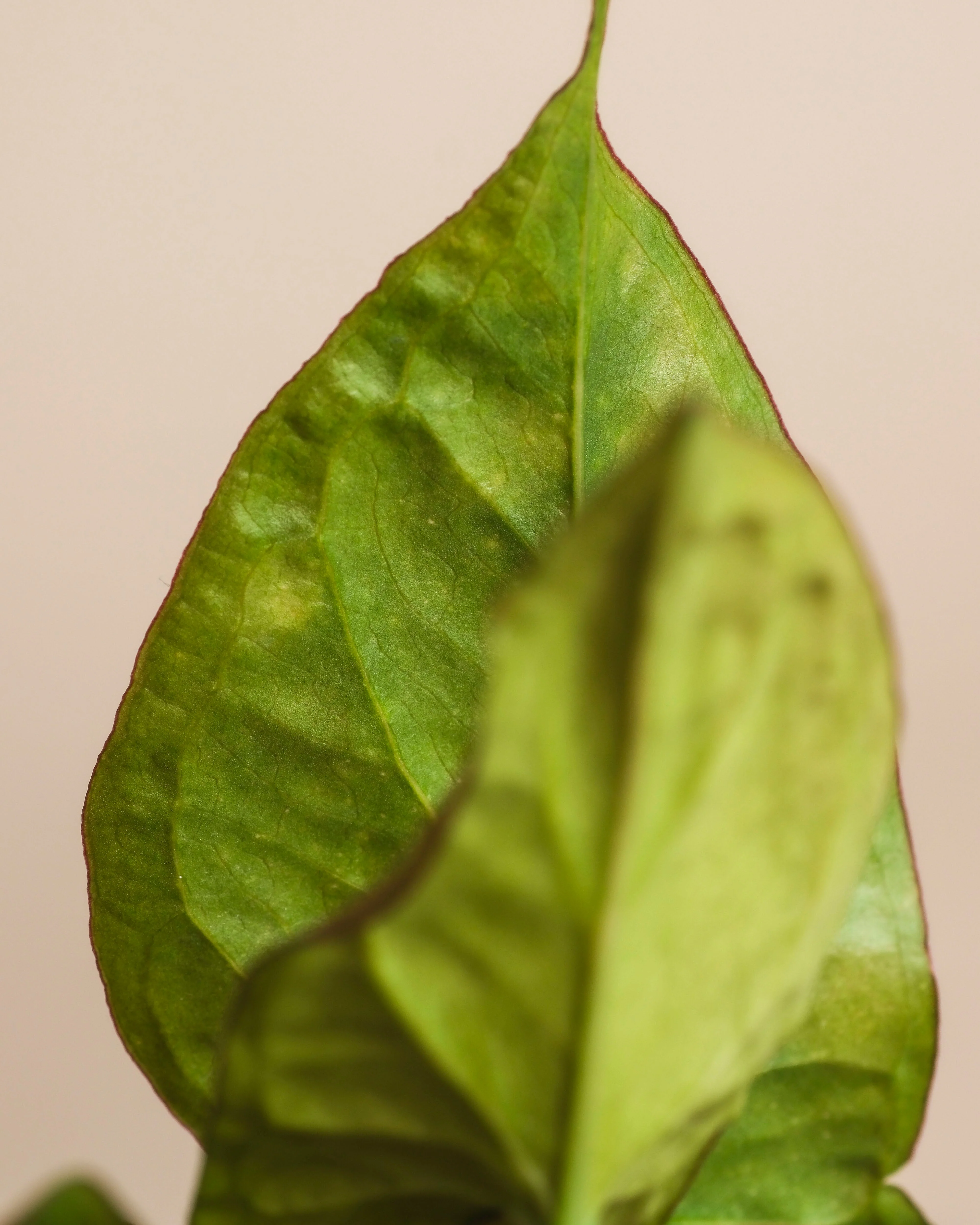 Schweizer Syngonium-Duo - Image 14