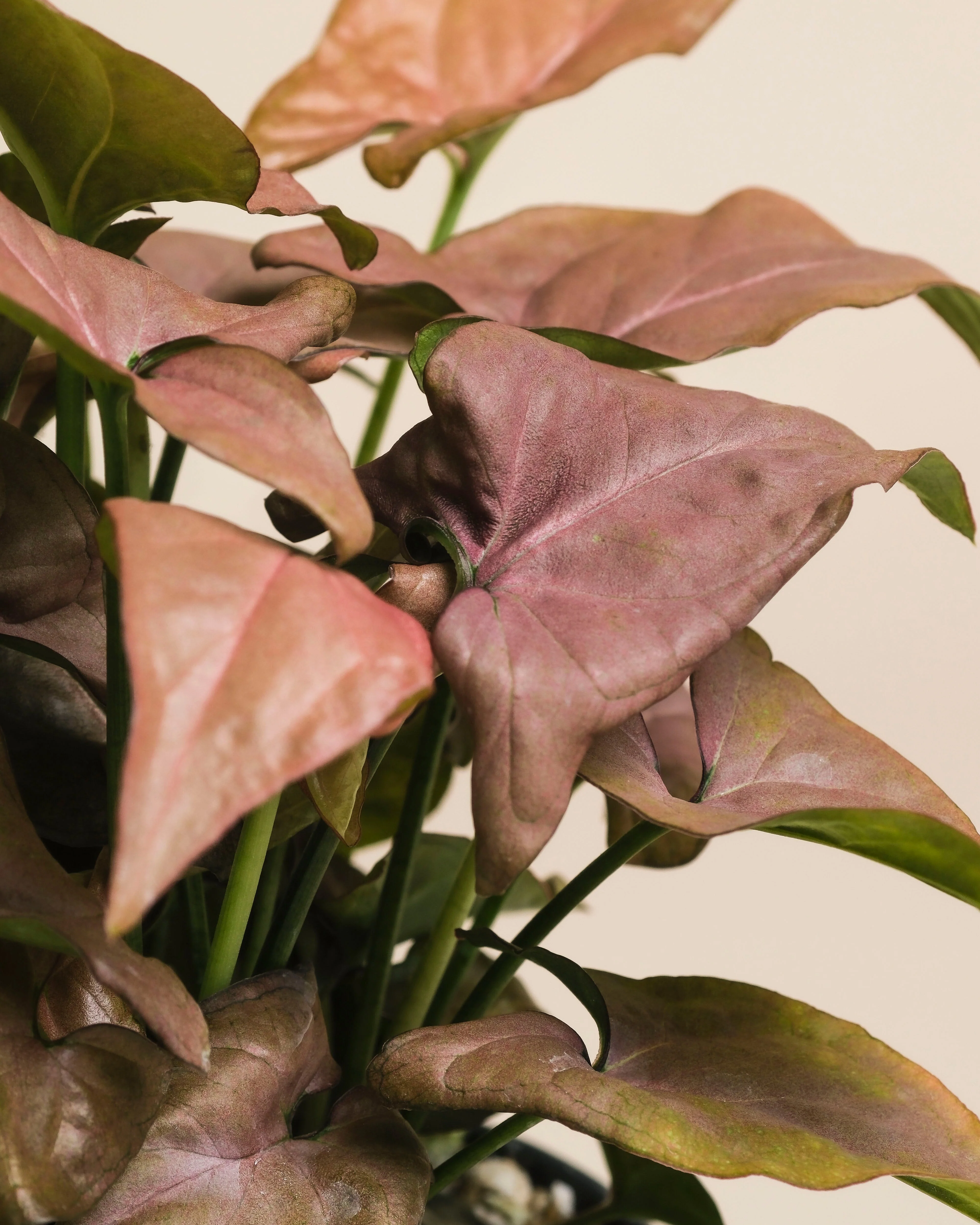 Schweizer Syngonium-Duo - Image 15