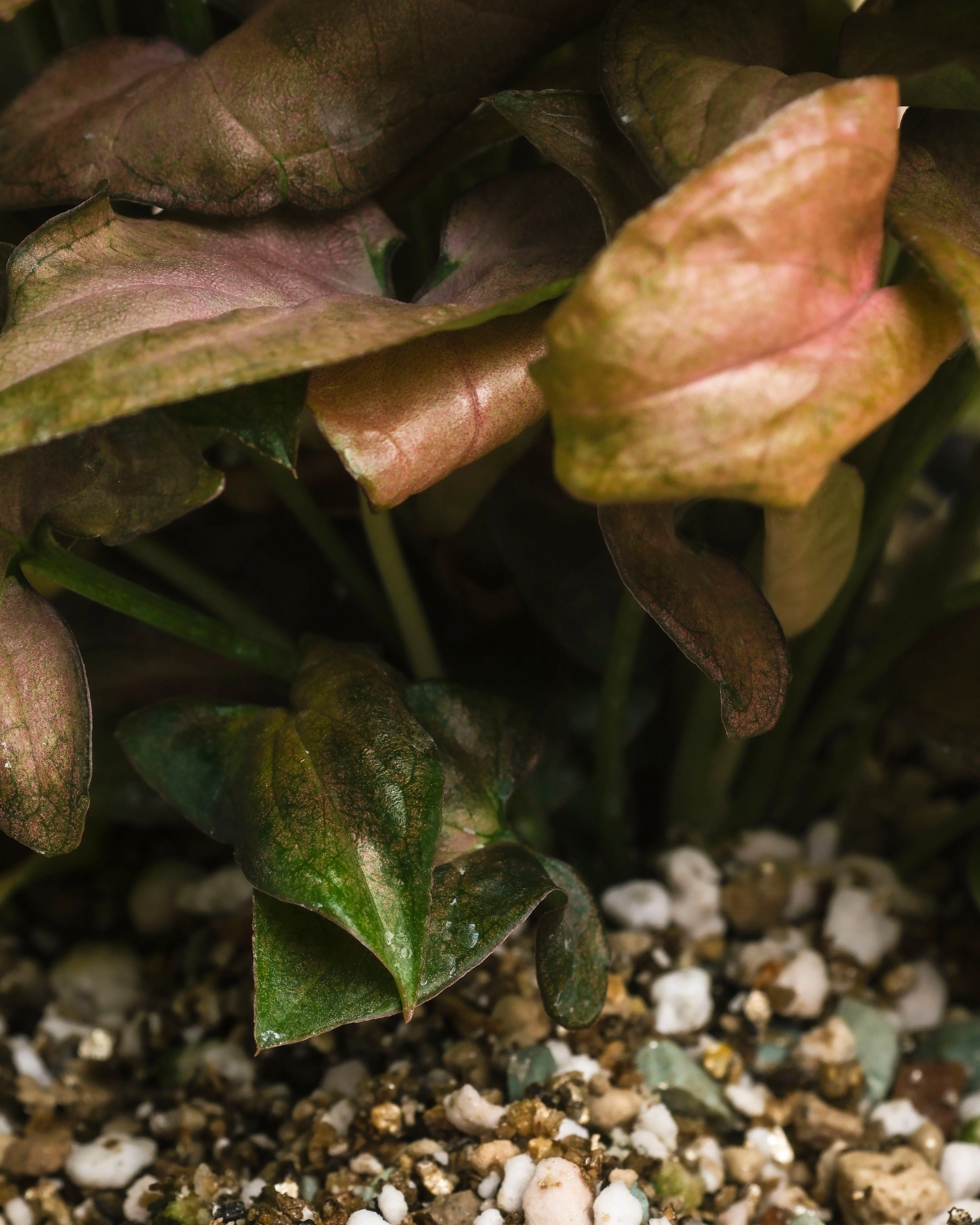Schweizer Syngonium-Duo - Image 16