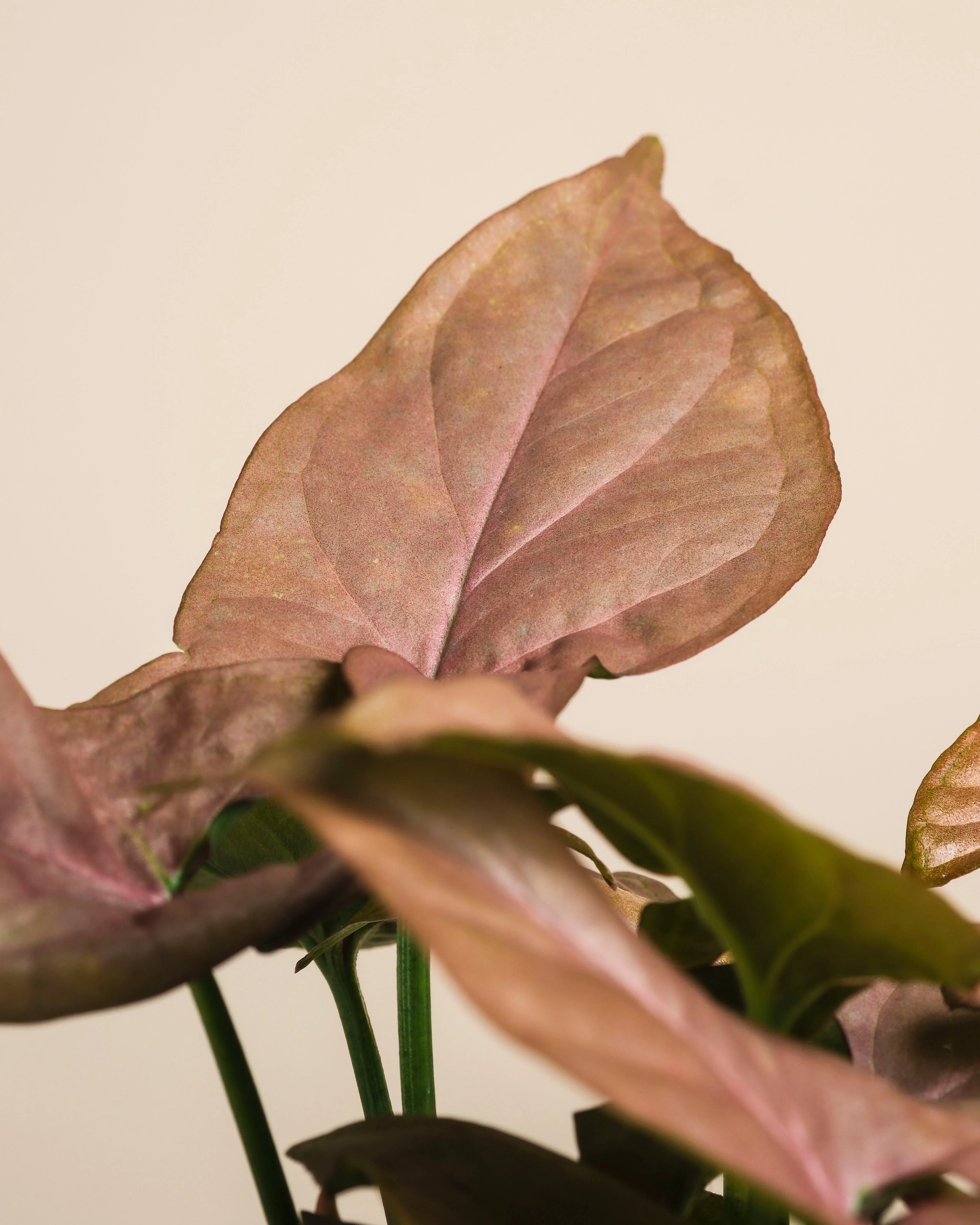 Schweizer Syngonium-Duo - Image 17