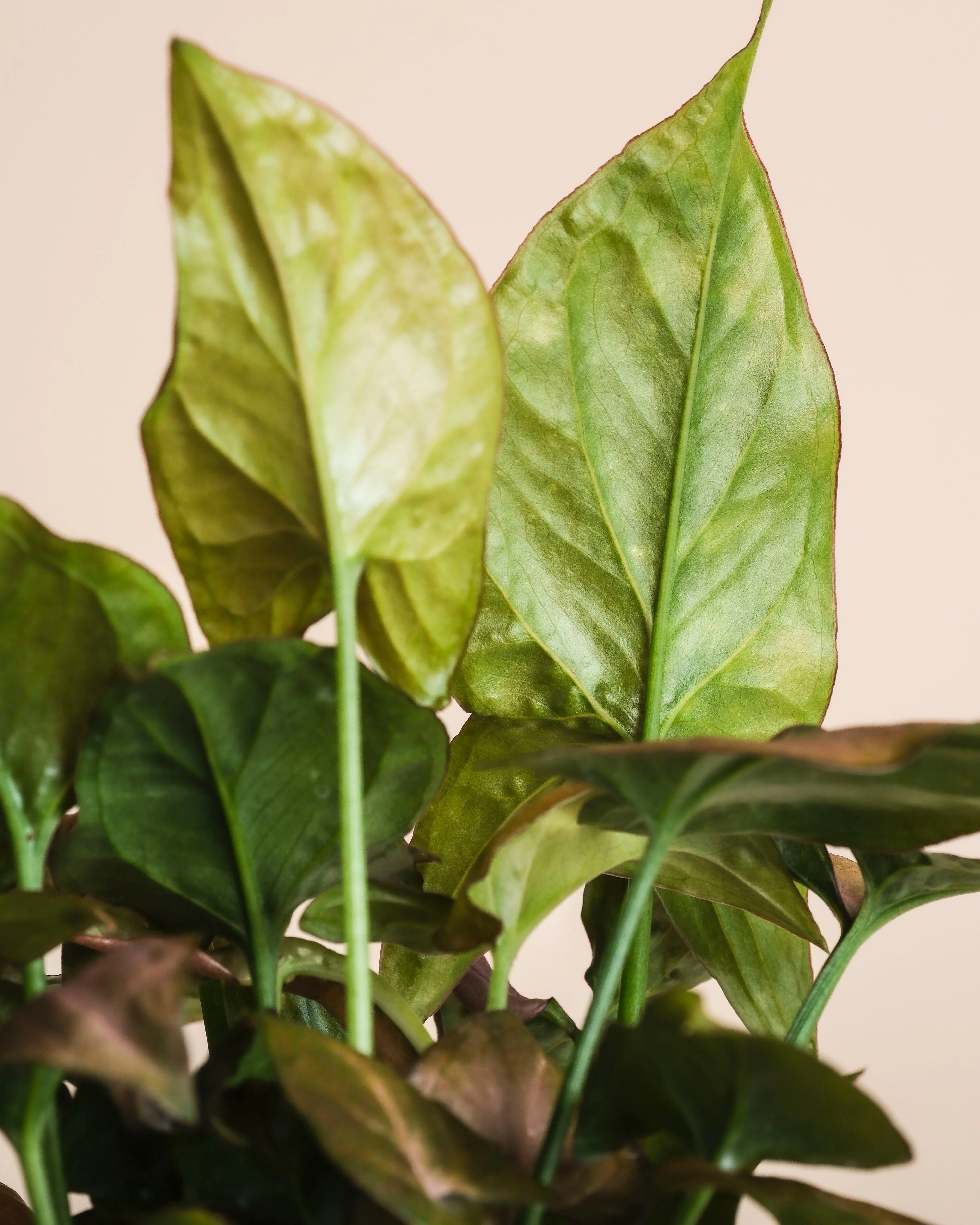 Schweizer Syngonium-Duo - Image 18