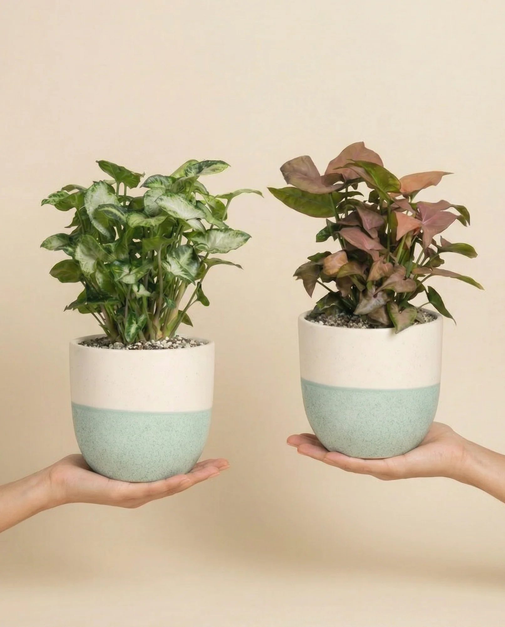 Schweizer Syngonium-Duo - Image 19