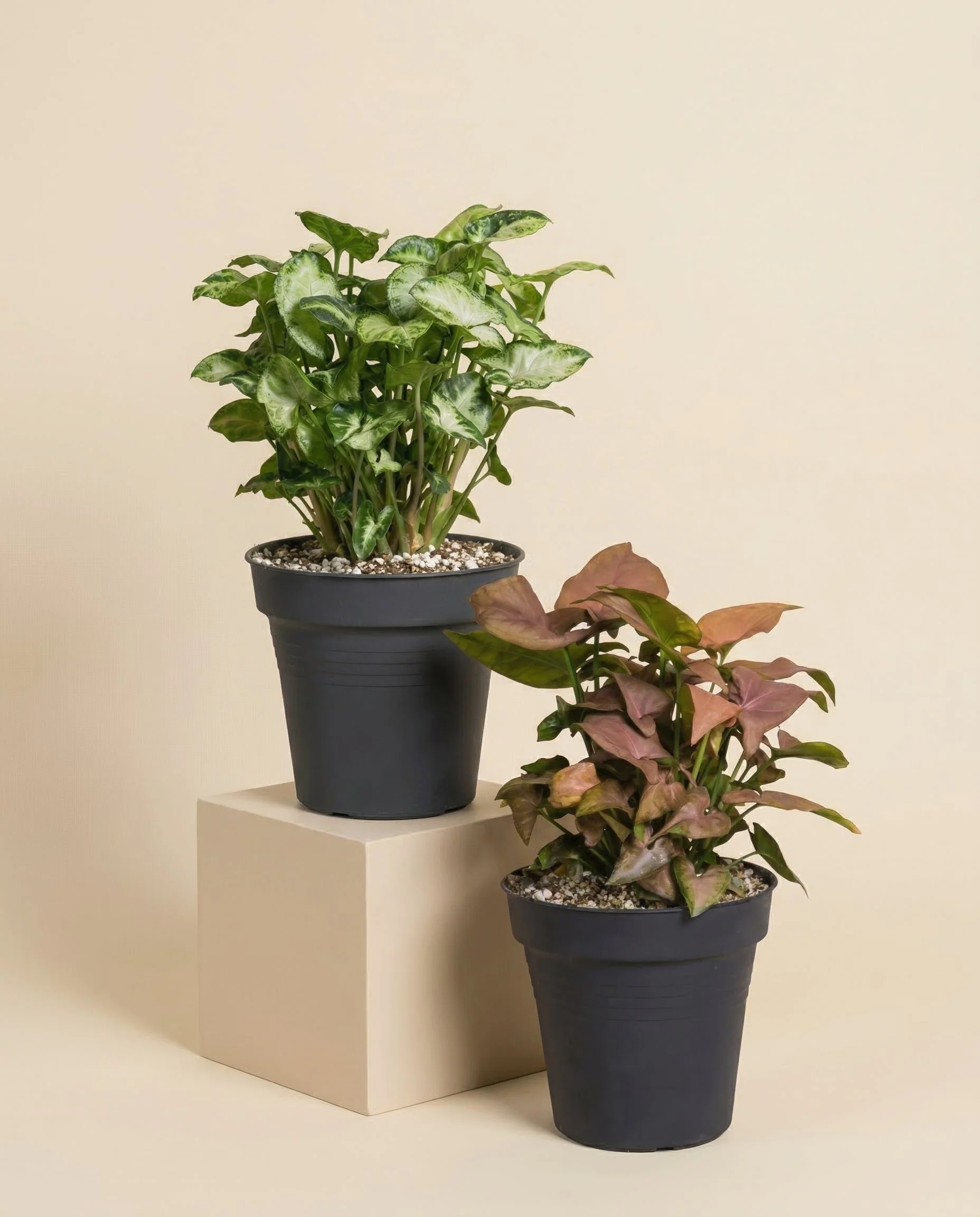 Schweizer Syngonium-Duo - Image 3