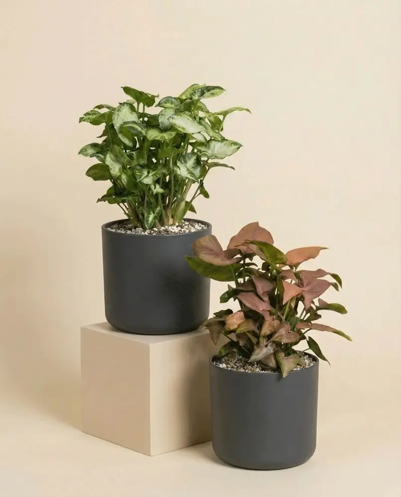 Schweizer Syngonium-Duo - Image 4