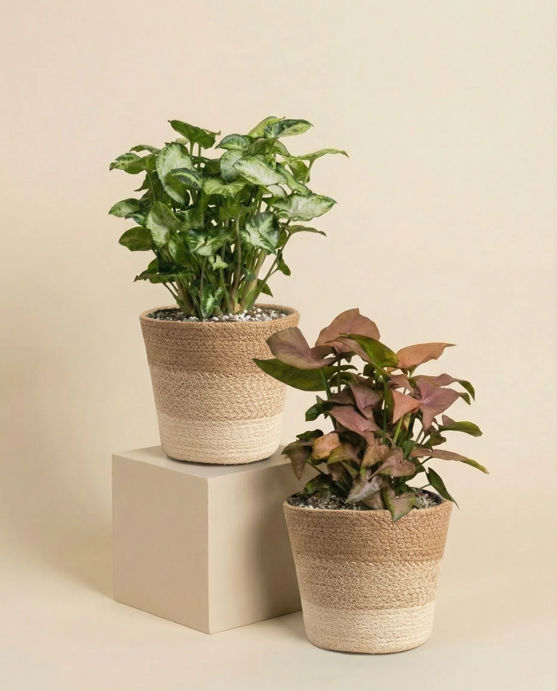 Schweizer Syngonium-Duo - Image 5