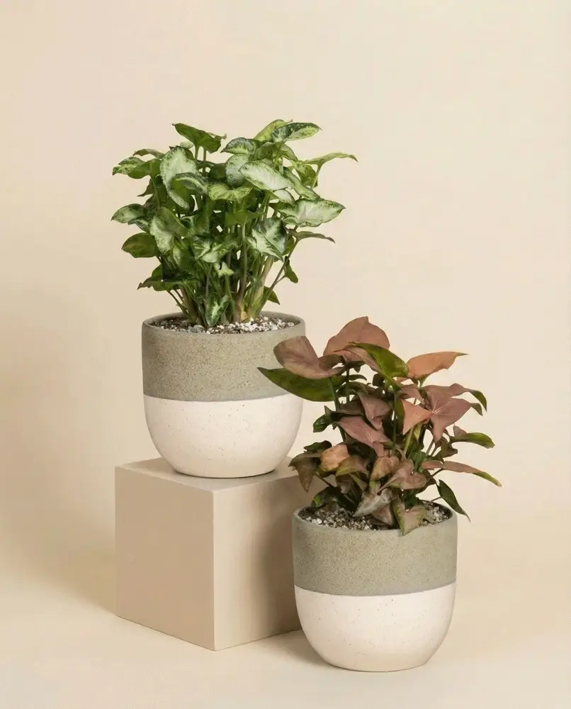 Schweizer Syngonium-Duo - Image 6