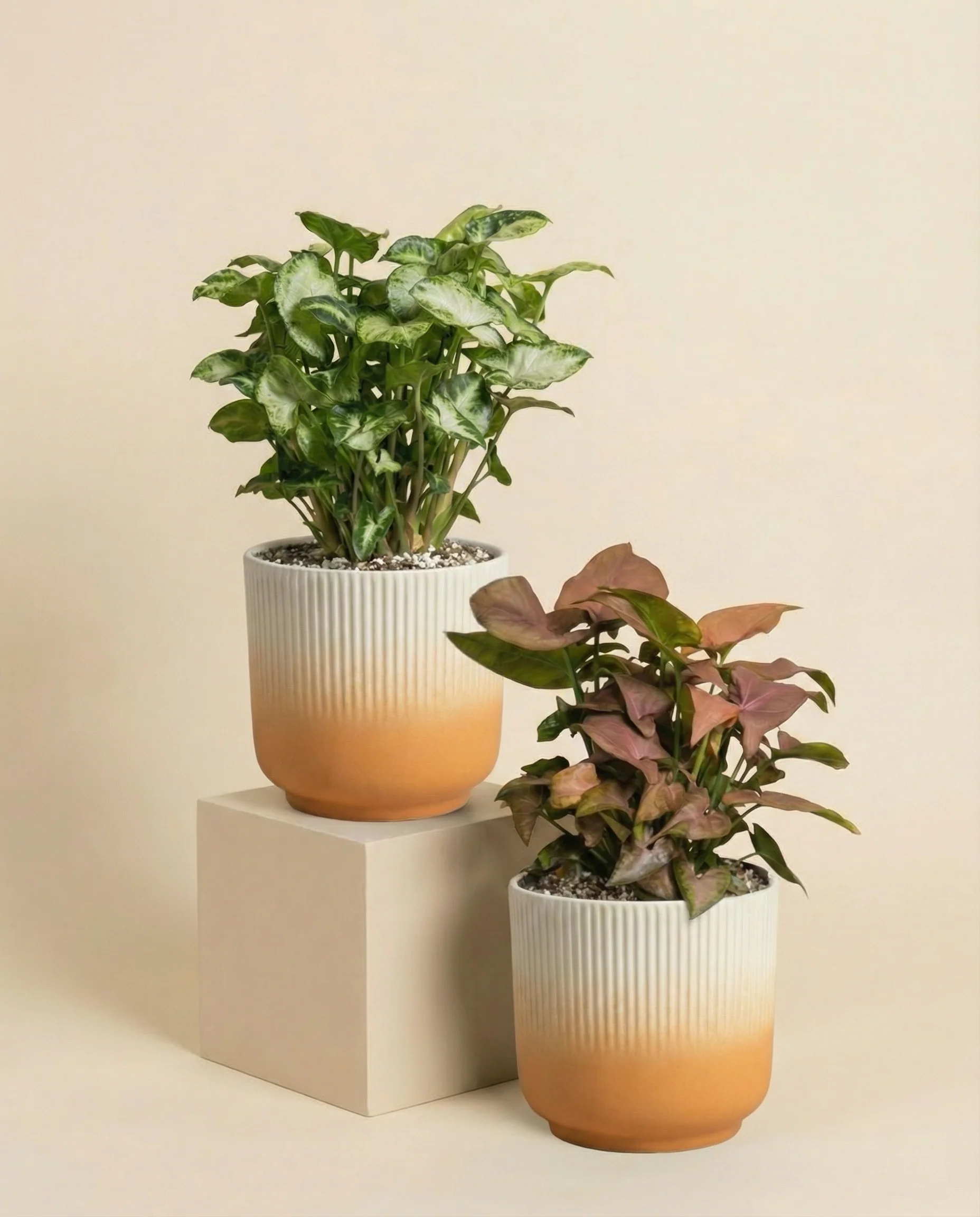 Schweizer Syngonium-Duo - Image 7