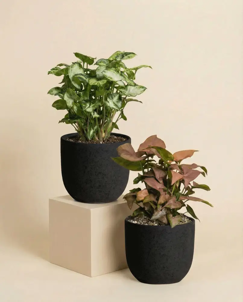 Schweizer Syngonium-Duo - Image 8
