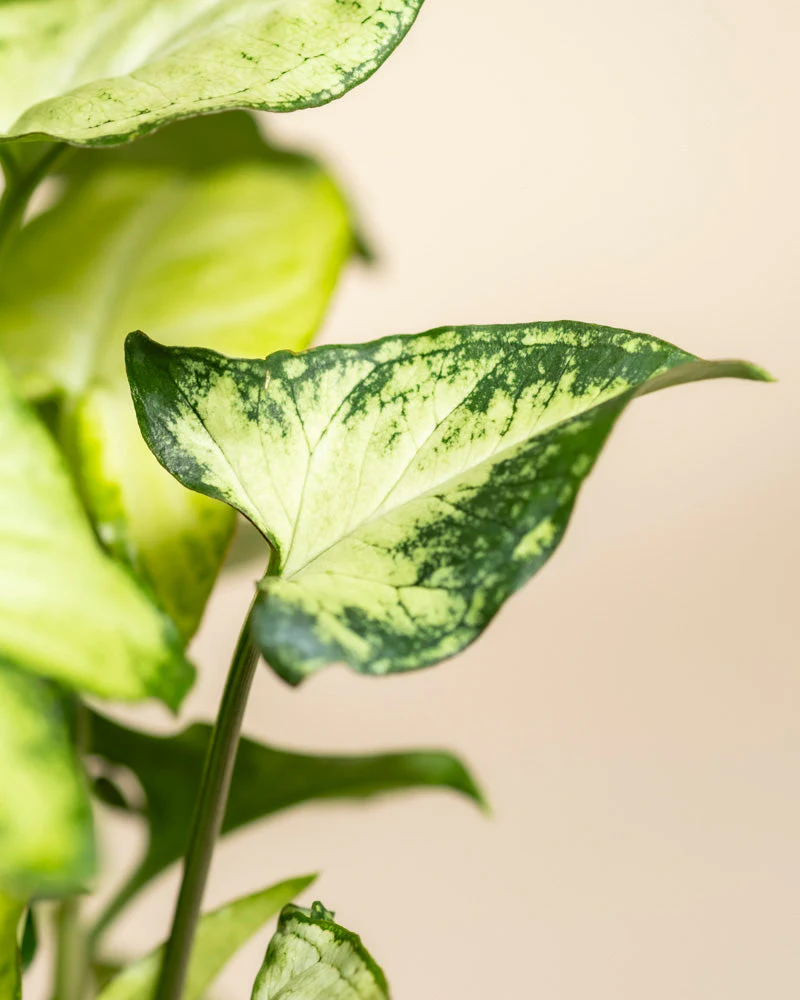 Syngonium 'Pixie' • feey - Image 11