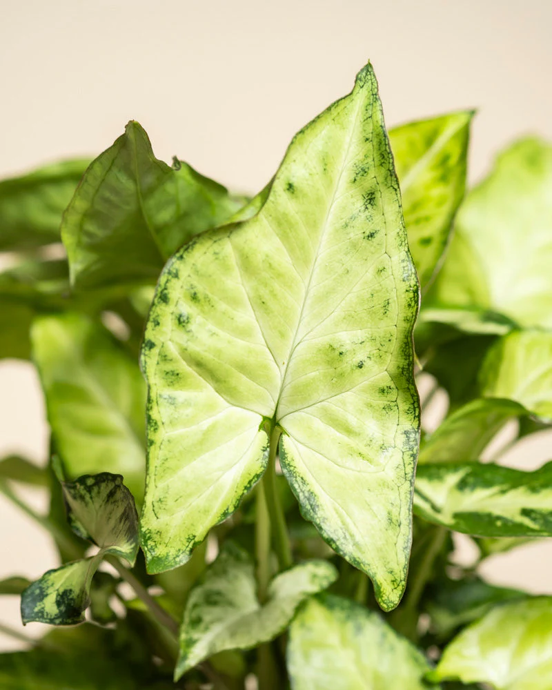 Syngonium 'Pixie' • feey - Image 12