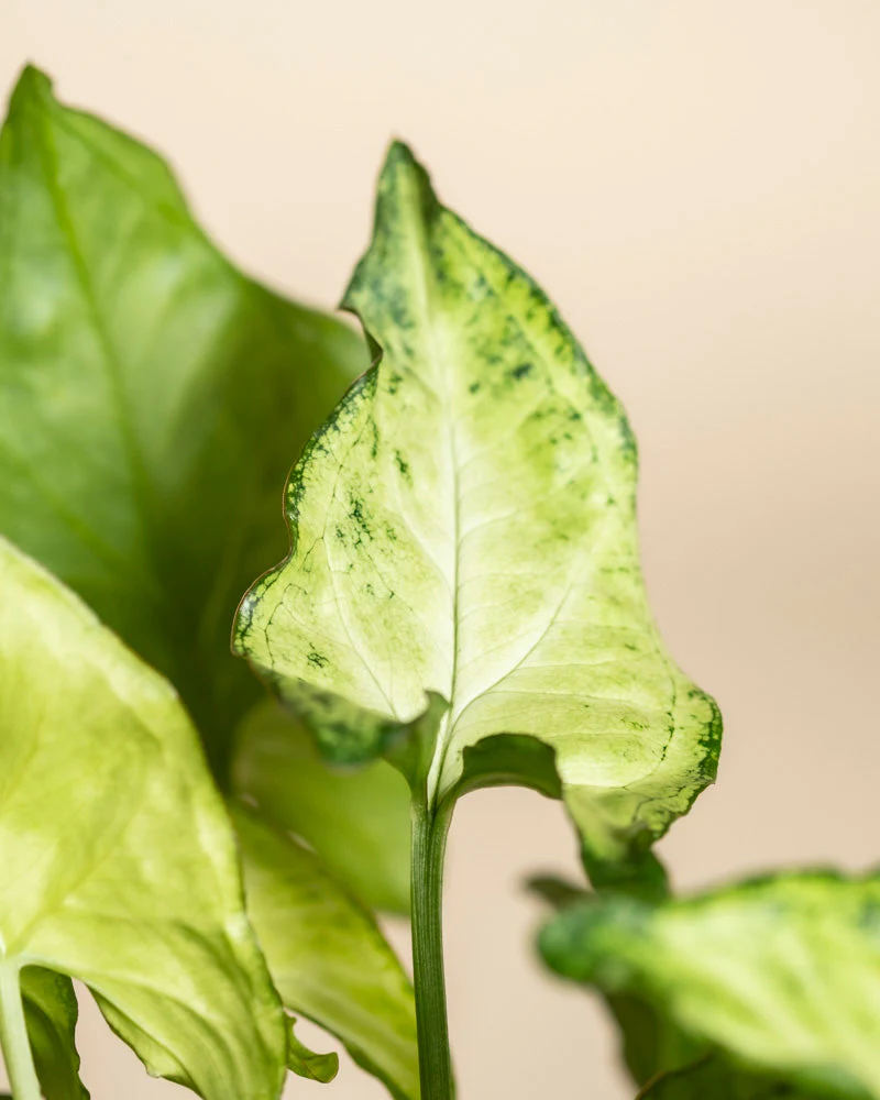 Syngonium 'Pixie' • feey - Image 13