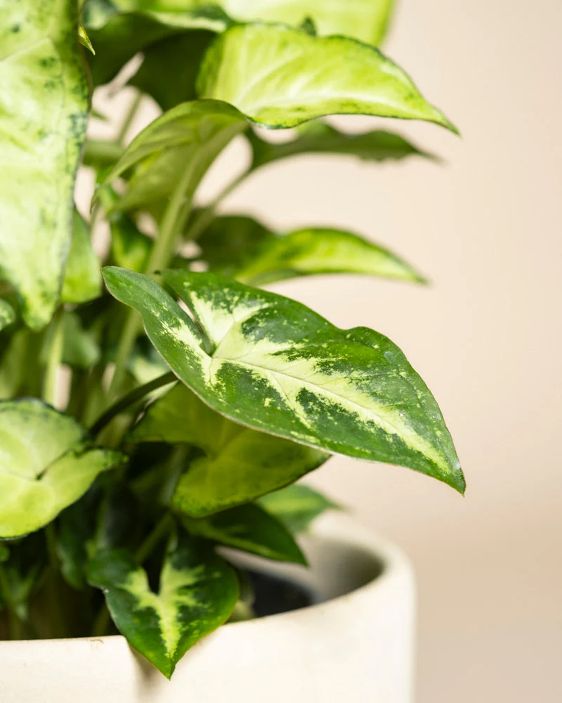 Syngonium 'Pixie' • feey - Image 14
