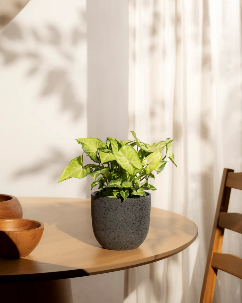 Syngonium 'Pixie' • feey - Image 16