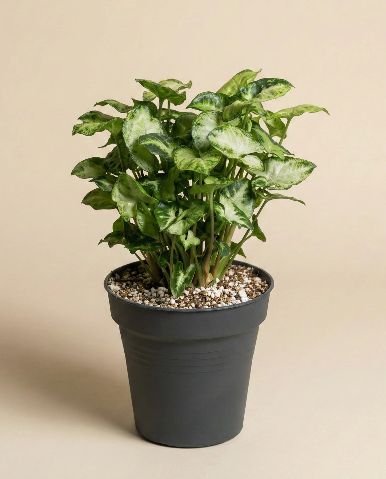 Syngonium 'Pixie' • feey - Image 3