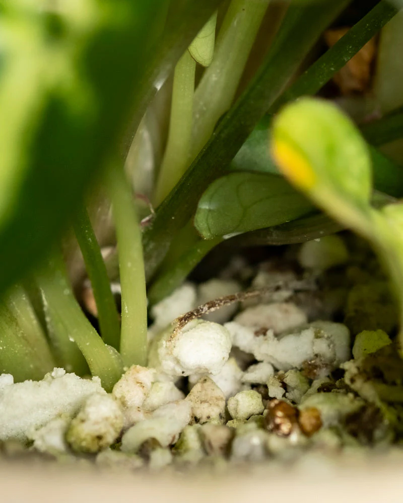 Syngonium 'Pixie' • feey - Image 8