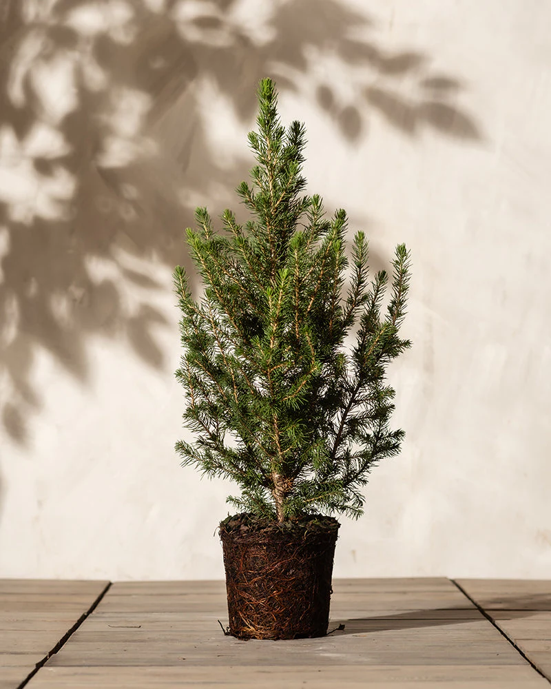 Tannenbaum - Image 3