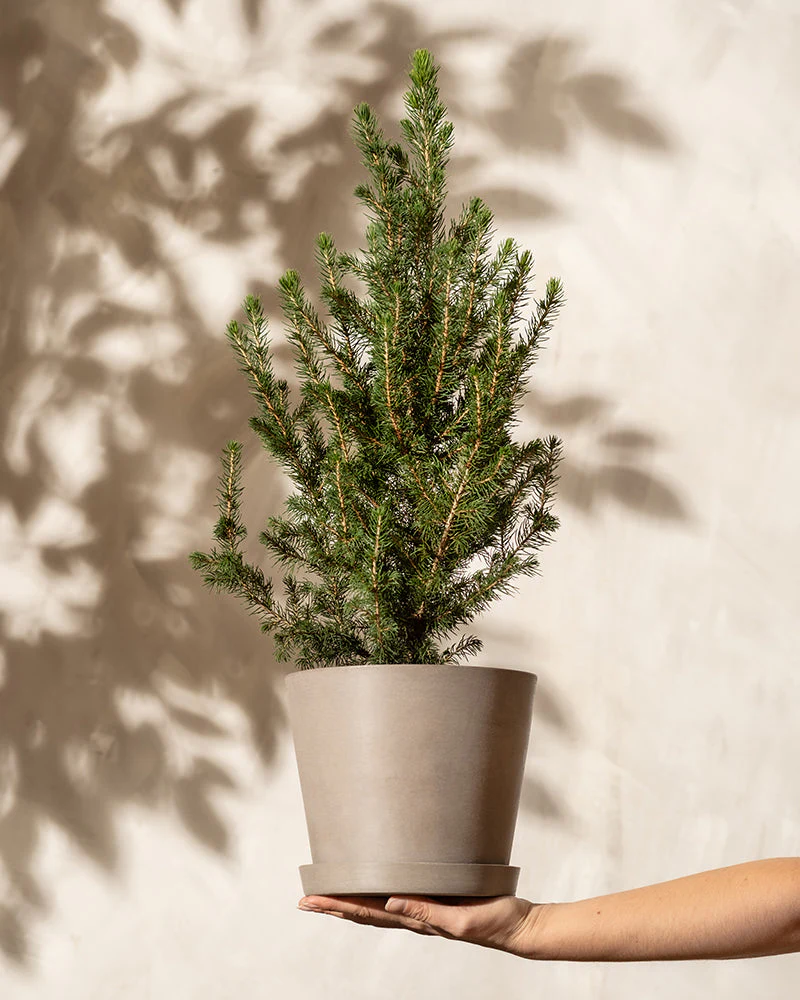 Tannenbaum - Image 4
