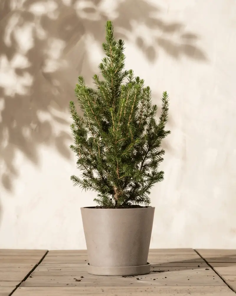 Tannenbaum - Image 5