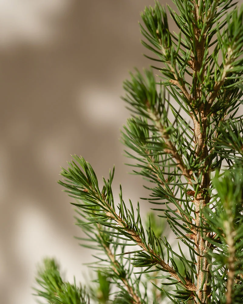 Tannenbaum - Image 6