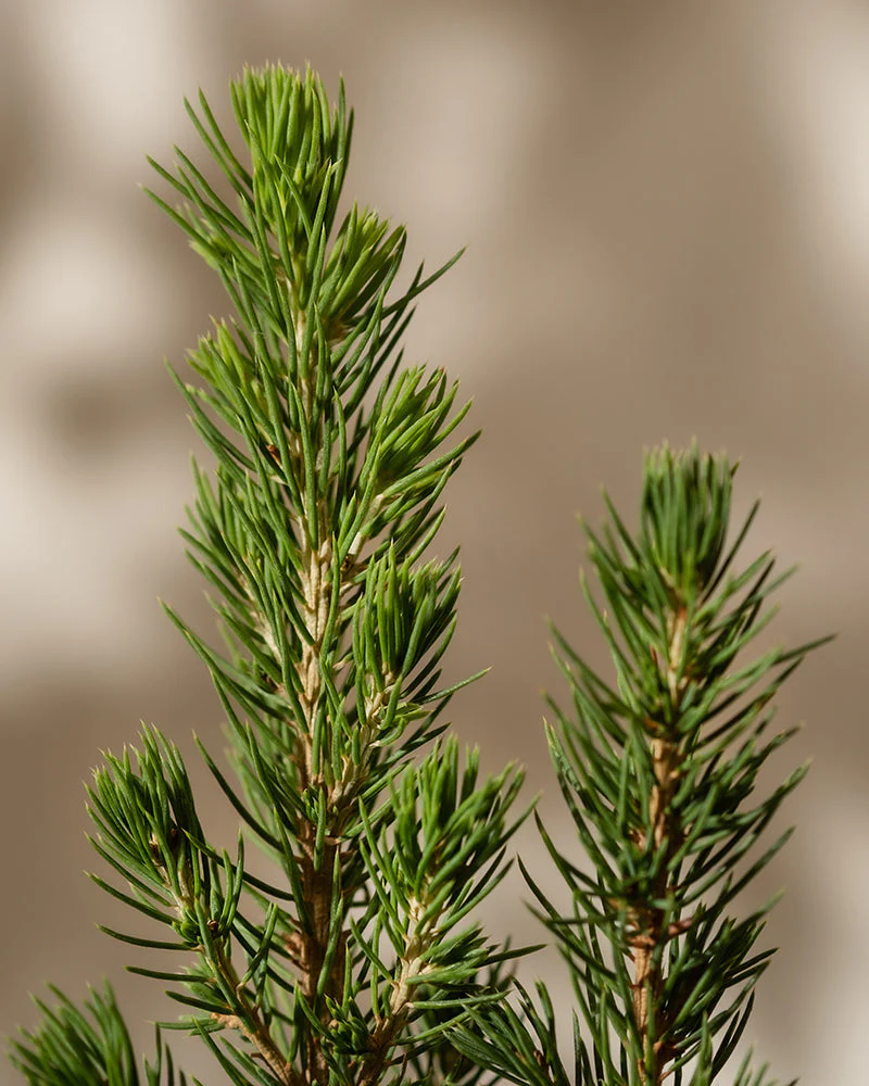 Tannenbaum - Image 7