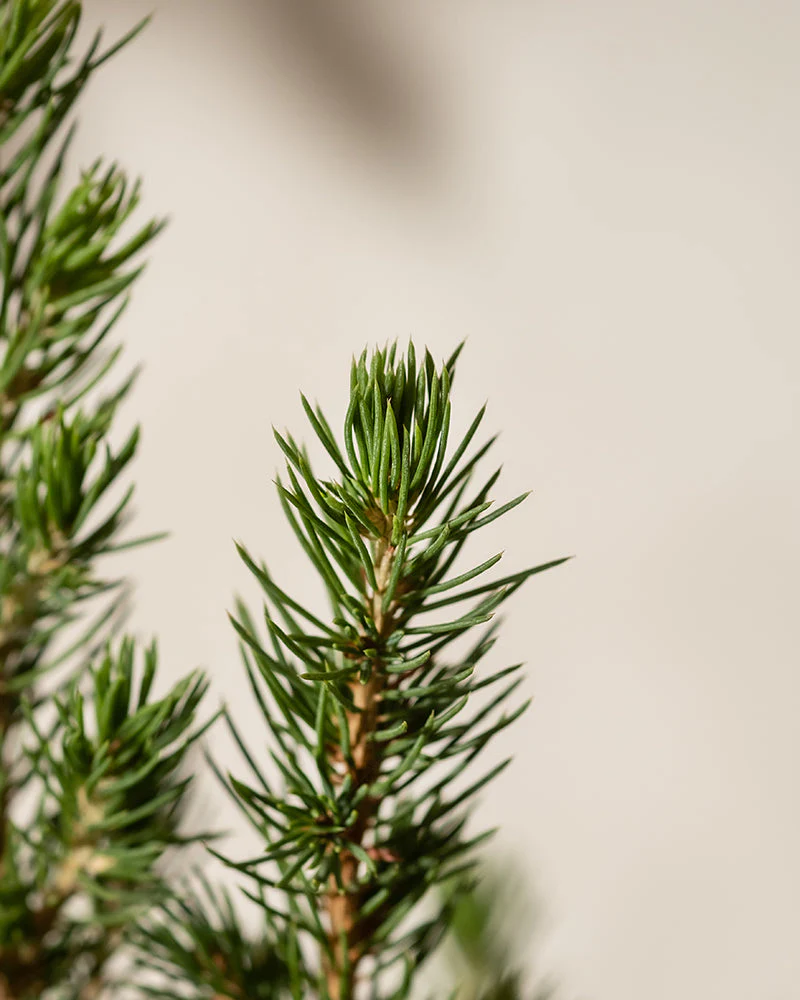 Tannenbaum - Image 8
