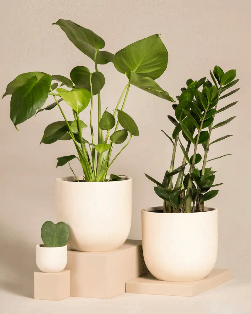 Trio Infernale - Image 5