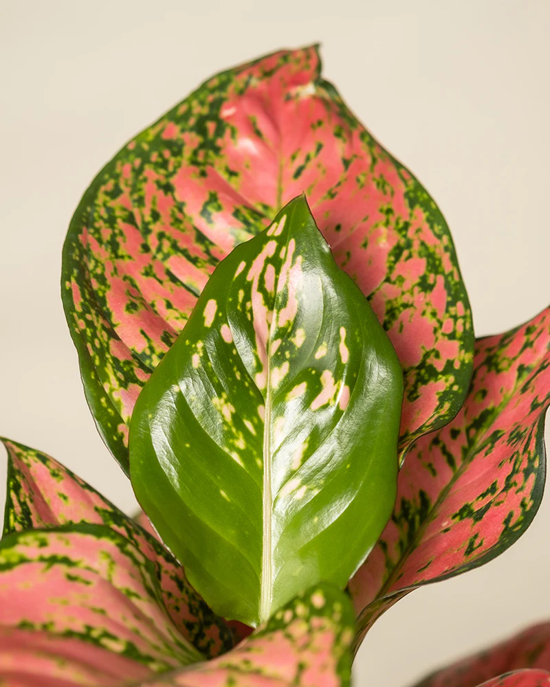 Tropical Beauty Set - Image 11