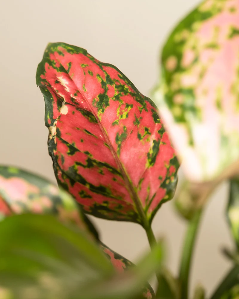 Tropical Beauty Set - Image 12