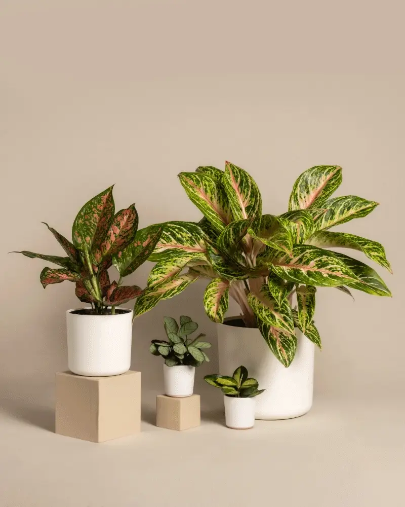 Tropical Beauty Set - Image 7